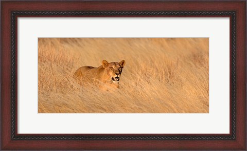 Framed Female lion (panthera leo) moving through tall grass, Masai Mara National Reserve, Kenya, Africa Print