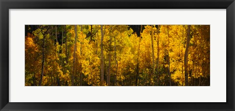 Framed Aspen trees in a forest, Telluride, Colorado Print