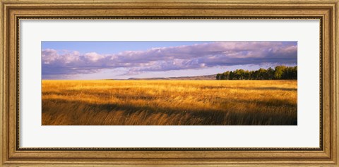 Framed Crop in a field, Last Dollar Road, Dallas Divide, Colorado, USA Print