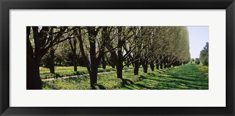 Framed Trees along a walkway in a botanical garden, Niagara Falls, Ontario, Canada Print