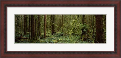 Framed Trees in a forest, Hoh Rainforest, Olympic Peninsula, Washington State, USA Print