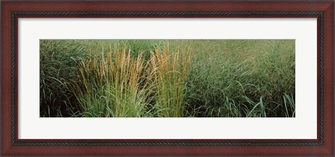 Framed Close-up of Feather Reed Grass (Calamagrostis x acutiflora) Print