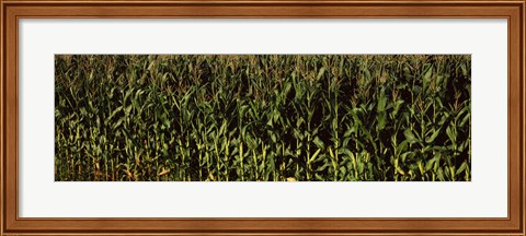 Framed Corn field, New York State Print