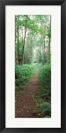 Framed Trail passing through a forest, Adirondack Mountains, Old Forge, Herkimer County, New York State, USA Print