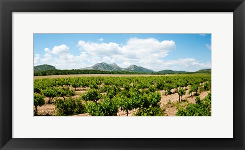 Framed Vineyard, Les Baux de Provence, Eyguieres, Bouches-du-Rhone, Provence-Alpes-Cote d&#39;Azur, France Print
