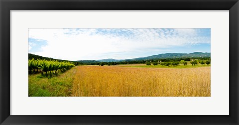 Framed Wheat field with vineyard along D135, Vaugines, Vaucluse, Provence-Alpes-Cote d&#39;Azur, France Print