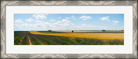 Framed Lavender and wheat fields, Plateau de Valensole, Alpes-de-Haute-Provence, Provence-Alpes-Cote d&#39;Azur, France Print