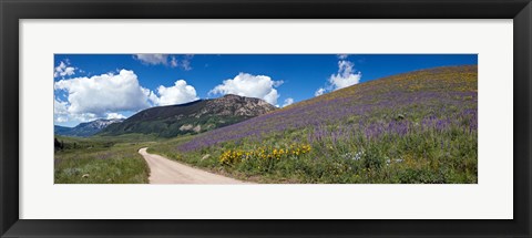 Framed Brush Creek Road and hillside of sunflowers and purple larkspur flowers, Colorado, USA Print