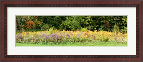 Framed Colorful meadow with wild flowers during autumn, Ontario, Canada Print