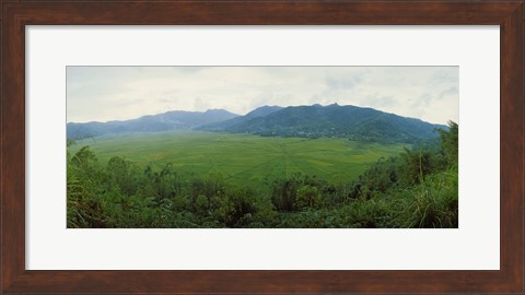 Framed Spider web rice field, Flores Island, Indonesia Print