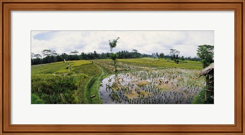 Framed Farmers working in a rice field, Bali, Indonesia Print