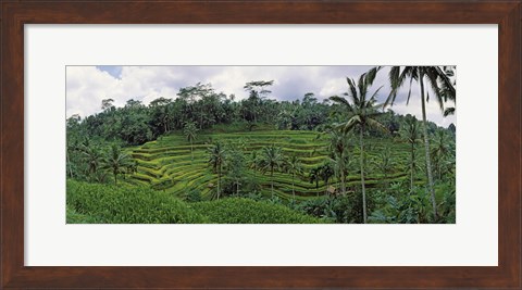 Framed Terraced rice field, Bali, Indonesia Print