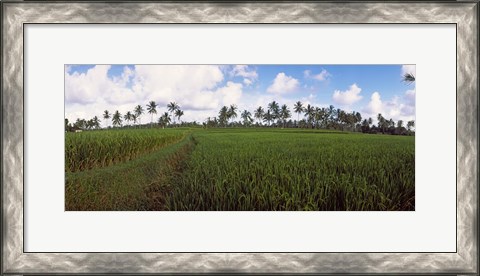 Framed Rice field, Bali, Indonesia Print