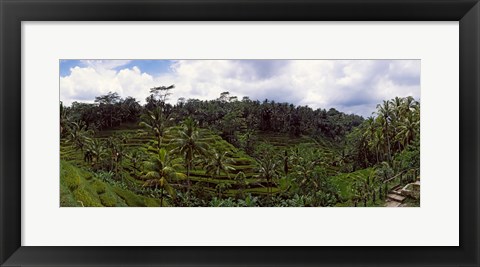 Framed Terraced rice field and Palm Trees, Flores Island, Indonesia Print