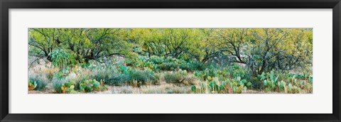 Framed Prickly pear cacti surrounds mesquite trees, Oro Valley, Arizona, USA Print