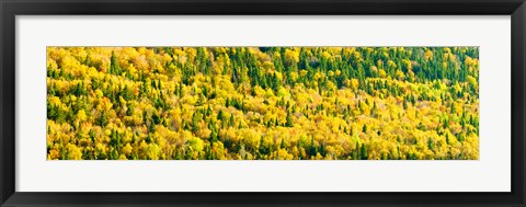 Framed Autumn Colors at Appalachian Mountains, Mount Carleton Provincial Park, Restigouche County, New Brunswick, Canada Print