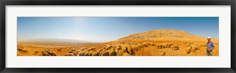 Framed Shepherd standing with flock of sheep, Jerusalem, Israel Print