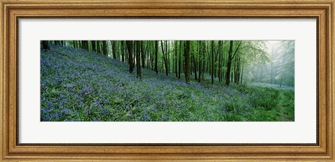 Framed Bluebell Wood near Beaminster, Dorset, England Print