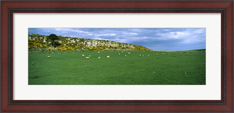 Framed Flock of sheep at Howick Scar Farm, Northumberland, England Print