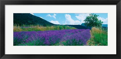 Framed Lavender field, Provence-Alpes-Cote d&#39;Azur, France Print
