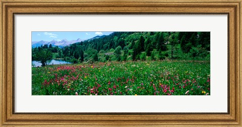 Framed Wildflowers in a field at lakeside, French Riviera, France Print