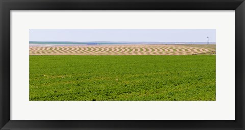 Framed Harvested alfalfa field patterns, Oklahoma, USA Print