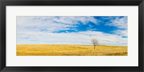 Framed Lone Hackberry tree in autumn plains, South Dakota Print