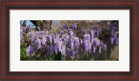 Framed Wisteria flowers in bloom, Sonoma, California, USA Print