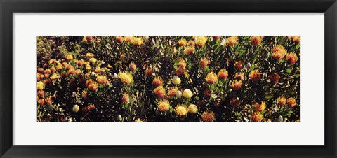 Framed Wildflowers in a field, Maui, Hawaii Print