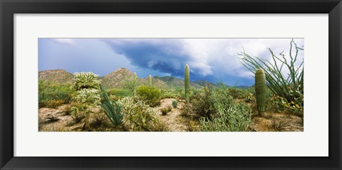 Framed Saguaro National Park, Tucson, Arizona Print