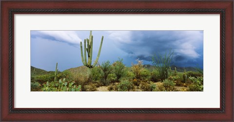 Framed Cacti growing at Saguaro National Park, Tucson, Arizona Print