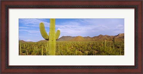 Framed Cactus Field, Saguaro National Park, Arizona Print