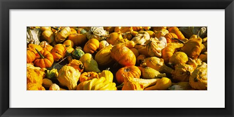 Framed Pumpkins and gourds in a farm, Half Moon Bay, California, USA Print