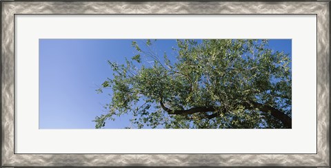 Framed Low angle view of a tree branch against blue sky, San Rafael Valley, Arizona, USA Print