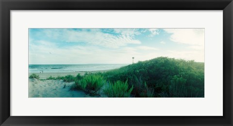 Framed Plants on the beach, Fort Tilden Beach, Fort Tilden, Queens, New York City, New York State, USA Print
