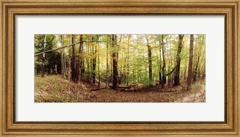 Framed Forest, Kaaterskill Falls area, Catskill Mountains, New York State Print