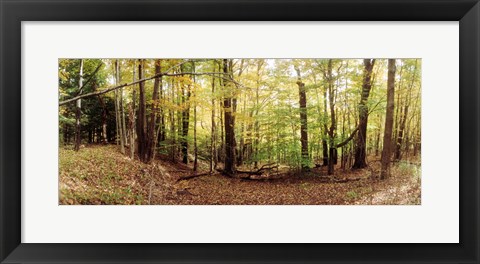 Framed Forest, Kaaterskill Falls area, Catskill Mountains, New York State Print