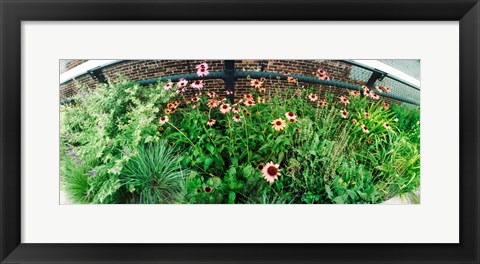 Framed Flower bed, High Line, Chelsea, Manhattan, New York City, New York State, USA Print