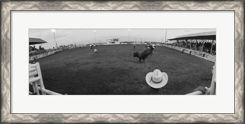 Framed Cowboy riding bull at rodeo arena, Pecos, Texas, USA Print