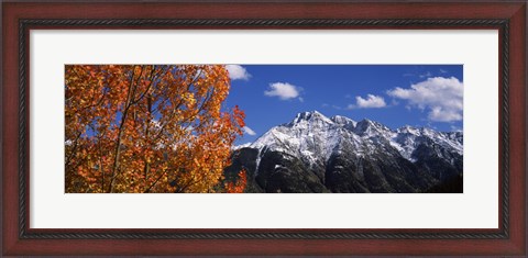Framed Autumn Trees and snowcapped mountains, Colorado Print