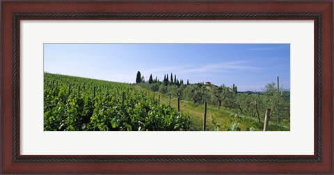 Framed Vineyard, Tuscany, Italy Print