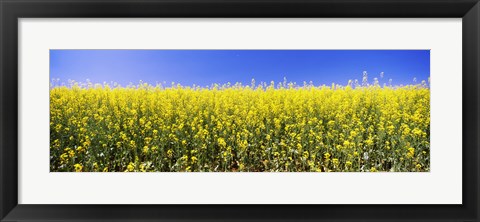 Framed Close up of Canola in bloom, Idaho Print