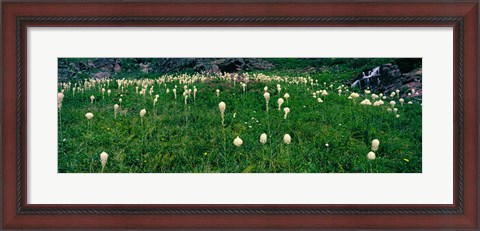 Framed Beargrass (Xerophyllum tenax) on a landscape, US Glacier National Park, Montana Print