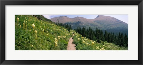 Framed Hiking trail with Beargrass (Xerophyllum tenax) at US Glacier National Park, Montana Print