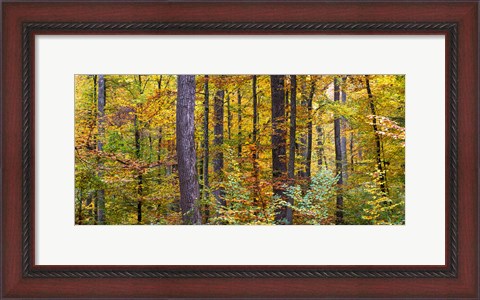 Framed Trees in autumn, Baden-Wurttemberg, Germany Print