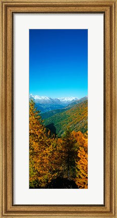Framed Trees in autumn at Simplon Pass, Valais Canton, Switzerland (vertical) Print