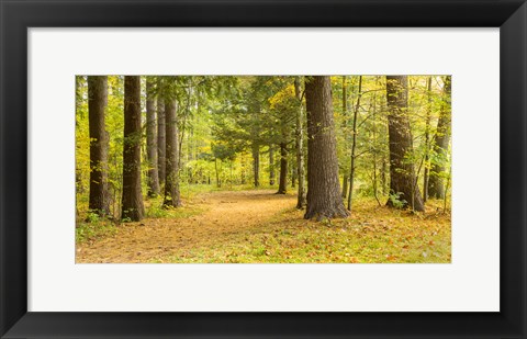 Framed Forest in autumn, New York State, USA Print