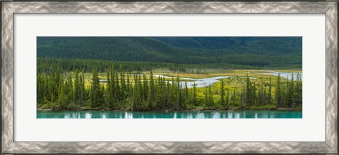 Framed Trees on a hill, Bow Valley Parkway, Banff National Park, Alberta, Canada Print