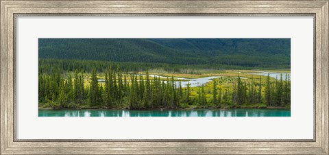 Framed Trees on a hill, Bow Valley Parkway, Banff National Park, Alberta, Canada Print