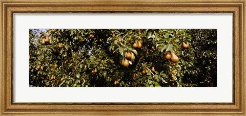 Framed Close Up of Pear trees in an orchard, Hood River, Oregon Print